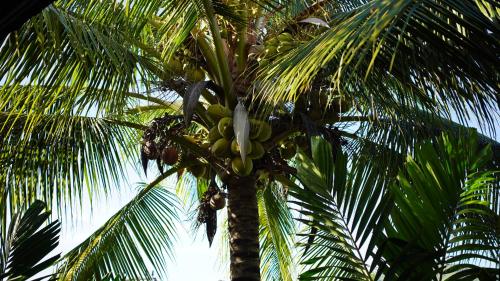 Fotografie z fotogalerie ubytování Baan Pitcha บ้านพิชชา v Lamai Beach