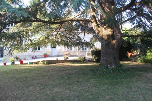 a large tree in a yard in front of a house at Bella Simonetta in Francueil