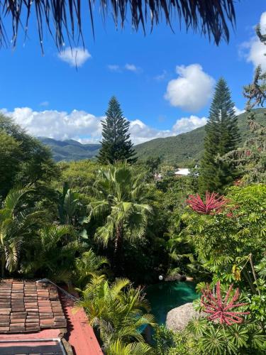 a pool in the middle of a garden with palm trees at Casa d'Lobo Hotel Boutique in Malinalco