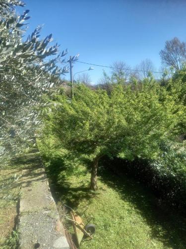 a small tree in the middle of a field at Villa Sigerico apartment in Burolo