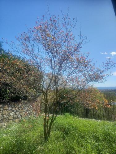 a small tree in a field of grass at Villa Sigerico apartment in Burolo