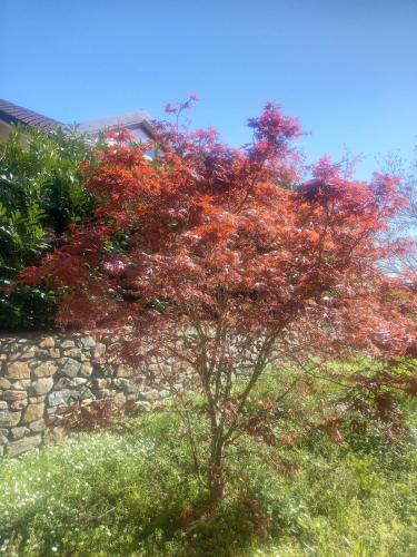 a tree with red leaves next to a stone wall at Villa Sigerico apartment in Burolo