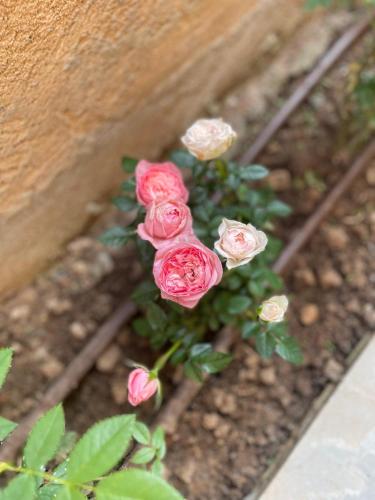 a group of pink roses in a garden at Dimora Rosaspina in Adro