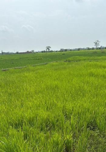 a field of green grass with trees in the background at Shashank Infra Dream's in Mughal Sarāi