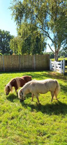 Animales en el camping o alrededores
