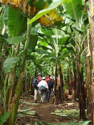 Επισκέπτες που μένουν στο Banana Grove Retreat