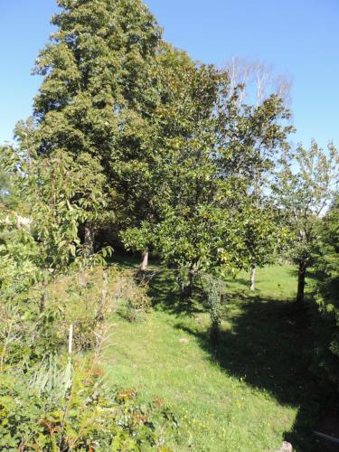a group of trees in a field with grass at L'Opporak in Lindry
