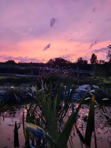 a sunset over a pond with flowers in the foreground at Au chant des oiseaux - rouge gorge in Varen