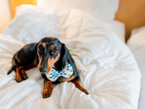 a dog wearing a tie sitting on a bed at ibis Kochi City Centre - An Accor Brand in Cochin