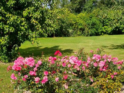a bunch of pink flowers in a garden at Ferienwohnungen direkt am See in Ventschow