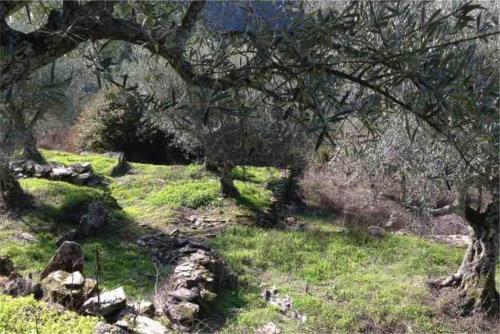 Κήπος έξω από το Casa dos Figos in Palas Retreat