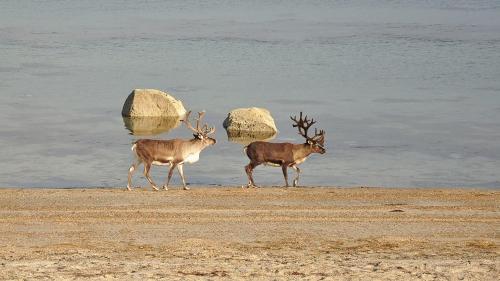 two deer walking on the beach near the water at Mefjord Brygge in Mefjordvær