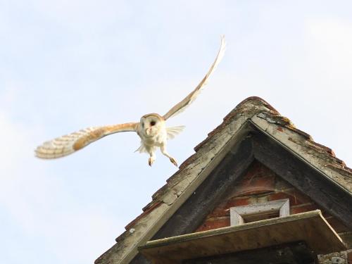 Φωτογραφία από το άλμπουμ του The Owl House σε Bishops Waltham