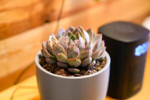 a small plant in a white pot on a table at Lu Ming Beiyuan Xi'an Zhongdu Drum Tower City Wall Store in Xi'an