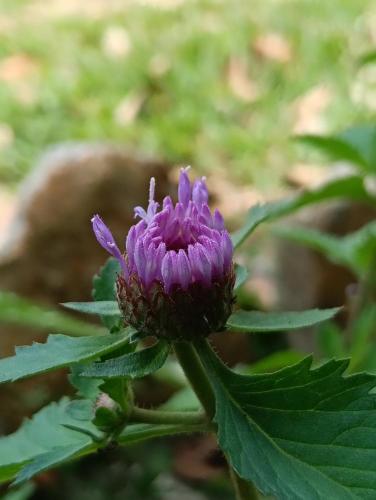 a purple flower on a plant with green leaves at Air Puteri Rest House in Mersing