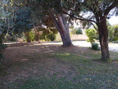 two trees in a grassy area with a street at Maison de vacances avec piscine et jardin in Bompas