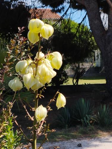 a plant with yellow flowers in a yard at Maison de vacances avec piscine et jardin in Bompas