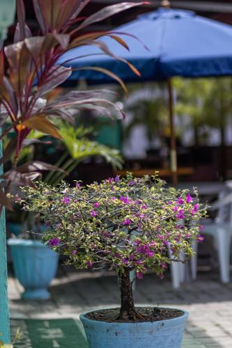 a potted plant with purple flowers in a pot at Scenarium Hotel in Recife