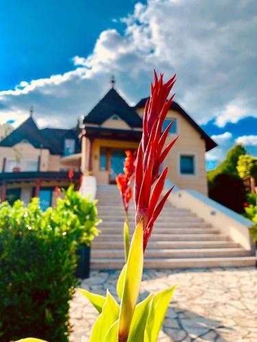 a red flower in front of a house at Elysium Estate Szekszárd in Szekszárd