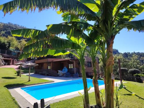 a villa with a pool and a palm tree at Casa dos Cortinhais in Vieira do Minho