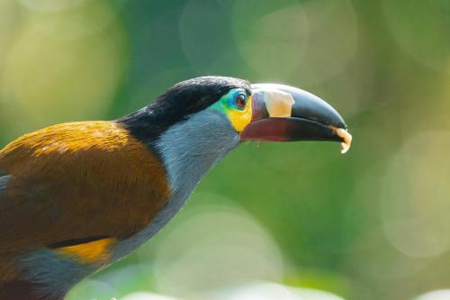 a colorful bird with a long beak at Balcón Tumpiki in Pedro Vicente Maldonado