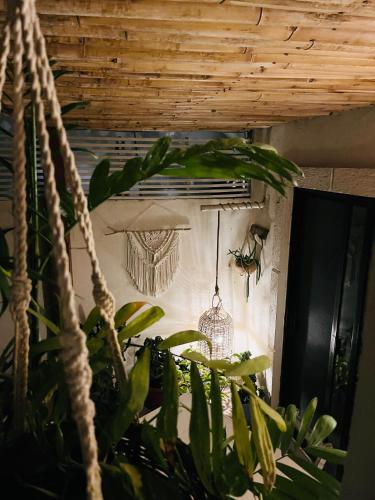 a room with a plant and a hanging chandelier at Hotel Boutique Pachamama in Mahahual