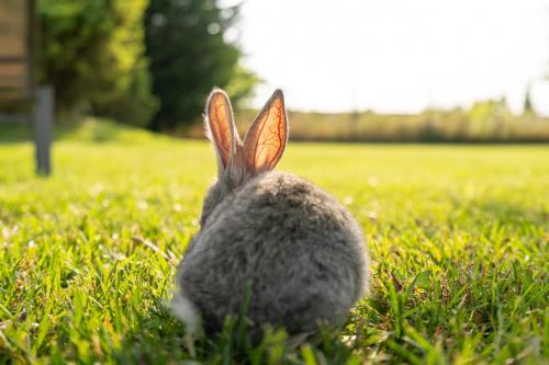 a rabbit sitting in the grass in a field at Agriturismo Al Tralcio in Valeggio sul Mincio