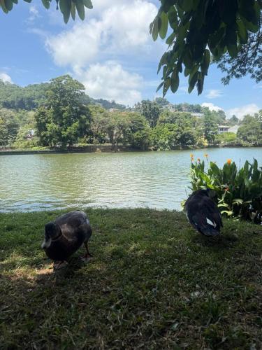 two birds standing in the grass near a lake at King's Palace in Kandy