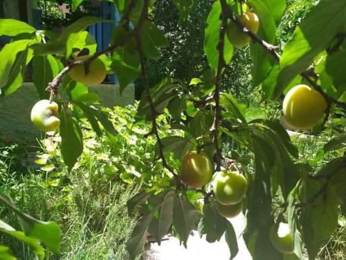 a bunch of tomatoes growing on a tree at Riad Dar Karaz in Sefrou