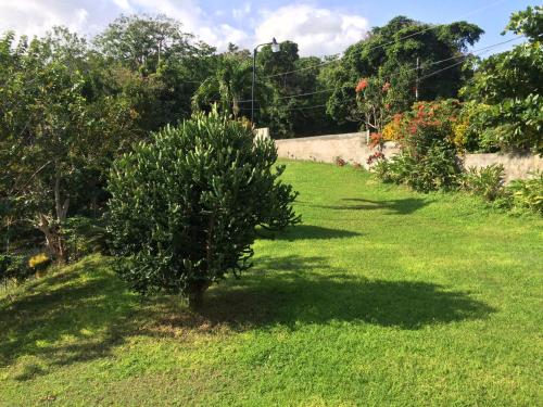 a tree in the middle of a grass field at Teresinajamaica in Saint Annʼs Bay