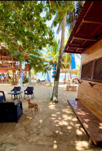 a dog standing on the beach next to a building at Aquarius Diving Club y Cabañas in Rincón