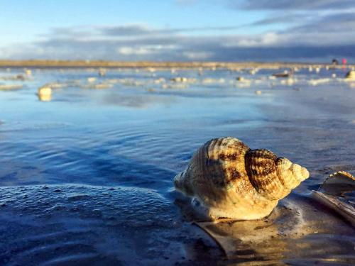 a shell sitting on the shore of a body of water at 6 person holiday home in Fanø in Fanø
