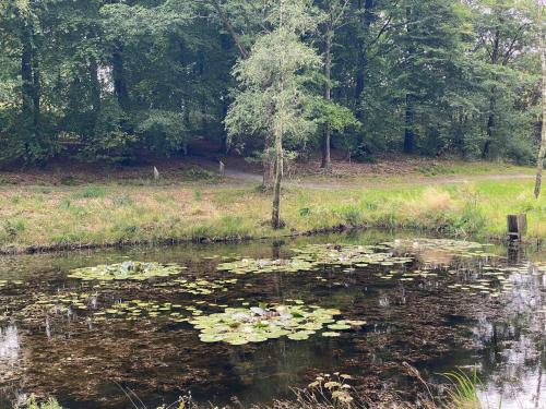 a pond filled with lots of lily pads at 6 person holiday home in Hovborg-By Traum in Hovborg
