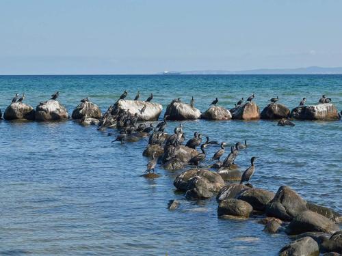 a flock of birds sitting on rocks in the water at 6 person holiday home in Gilleleje-By Traum in Gilleleje