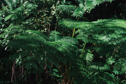 a group of green plants in a forest at GLAMFOREST Okinawa 名護 in Nago