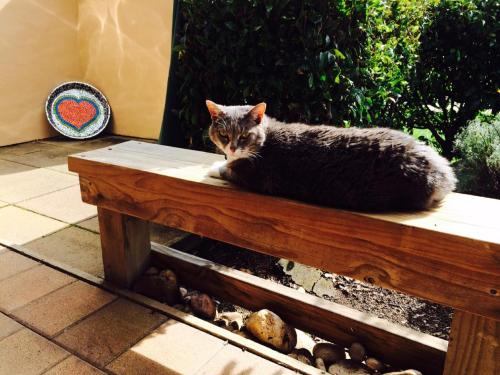 a cat laying on top of a wooden bench at Taigh na Mara Bed and Breakfast in Whitianga