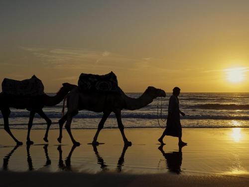 a man walking on the beach with a camel at Fairmont Taghazout Bay in Taghazout