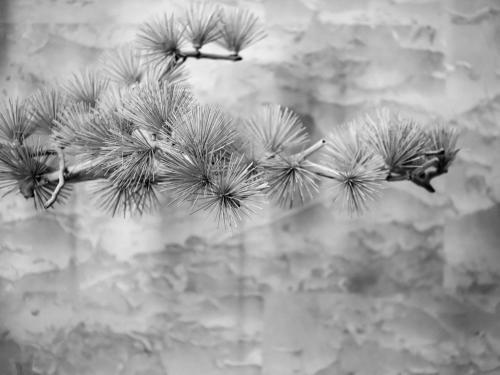 a black and white photo of a dandelion plant at Novotel Changsha International Exhibition Center in Changsha