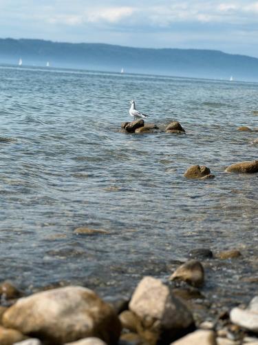 a person standing on rocks in the water at Ferienwohnung Baier in Überlingen