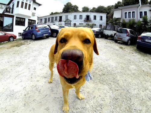 a brown dog with its tongue hanging out at Boutique Hotel Kentrikon & Bungalows in Agios Ioannis Pelio