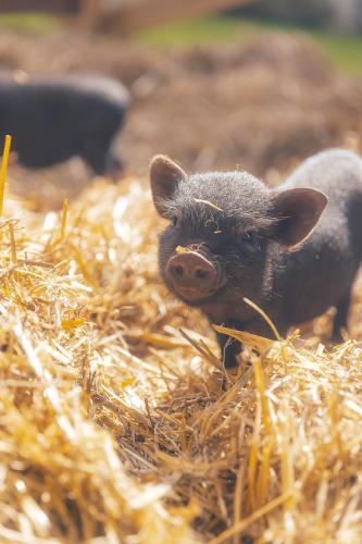 ホテルの敷地内または近くにいる動物
