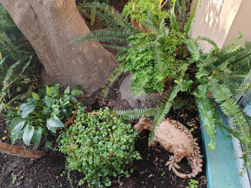 a group of plants in a garden next to a tree at A Jungle House in Somerset West