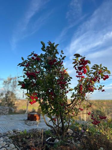 a tree with red berries on it in a garden at Son view in Vestby