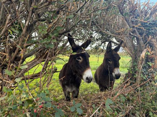 two donkeys standing next to each other in a field at Glenbeigh Holiday Cottage - Tigin Mamo by Trident Holiday Homes in Glenbeigh