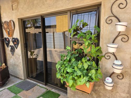 a plant in a pot next to a window at Serendipity NO TV in Polokwane