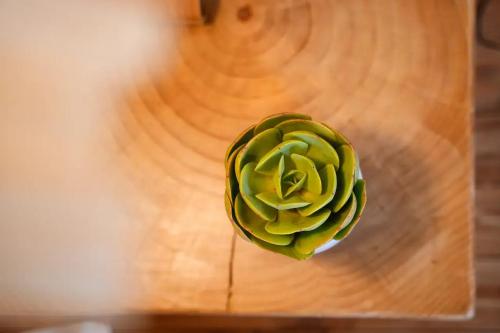 a green succulent plant on a wooden table at Lu Ming Beiyuan Xi'an Zhongdu Drum Tower City Wall Store in Xi'an