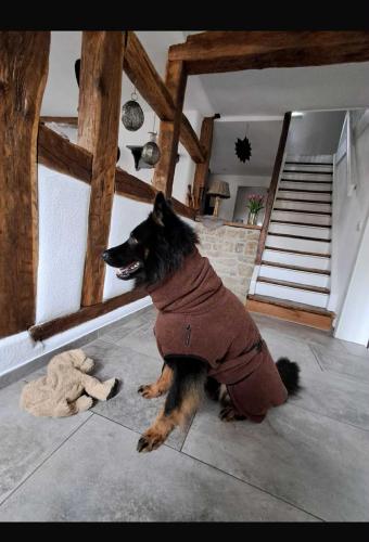 a dog wearing a jacket sitting on the floor at Altes Grabenhöfchen - 5 Sterne Ferienhaus in Stetten