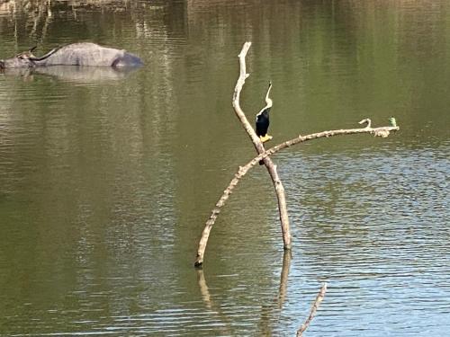 a bird sitting on a tree branch in the water at Secret Paradise Panama in Panama