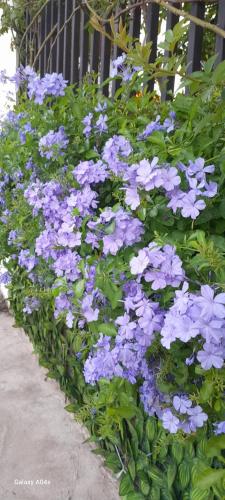 a bunch of purple flowers in front of a fence at ลิตเติ้ลโฮม ที่พักเพชรบุรี in Phetchaburi