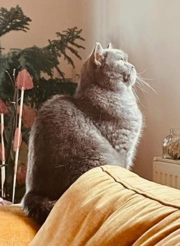 a gray cat sitting on top of a bed at Chez Litchee in Vendenheim